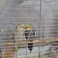 عروس هلندی بالغ