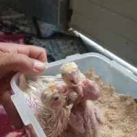 عروس هلندی جوجه دستی چشم شرابی
