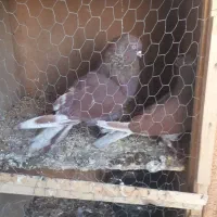 یجفت نرو ماده سرخ