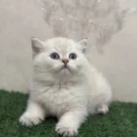 سرپرستی گرفتن گربه