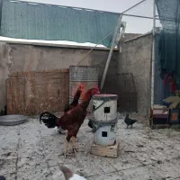 خروس لاری جوان