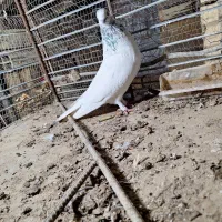 کبوتر|پرنده|جیرفت, |دیوار