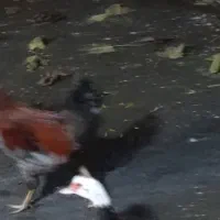 با سلام ۳عدد خروس واسه عدد اردک اسراییلی نر وماده|حیوانات مزرعه|لوندویل, |دیوار