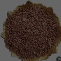 فروش بذر ترب سفید