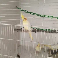 عروس هلندی جوجه و مولد|پرنده|میانه, |دیوار