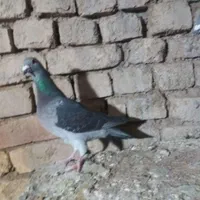 بوم کبوتر|پرنده|اصفهان, بوستان زاینده رود|دیوار