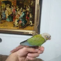 جوجه گرینچیک