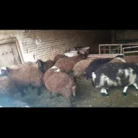 بره افشاری نر ۵۵ کیلو|حیوانات مزرعه|چادگان, |دیوار