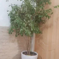 گل بنجامین ۲ متری