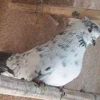 کفتر|حیوانات|اصفهان, کساره|دیوار