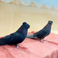 ۱۲عدد|پرنده|مهاباد (آذربایجان غربی), |دیوار