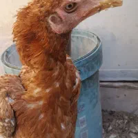 جوجه و مرغ و خروس لاری بوقلمون|حیوانات مزرعه|زابل, |دیوار