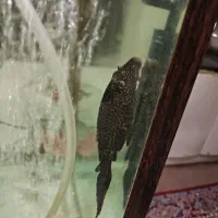 لجن خوار و ماهی