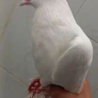 کبوتر|پرنده|مشهد, مشکینی (شهرک غرب)|دیوار