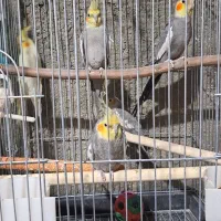 عروس هلندی  طوطی برزیلی