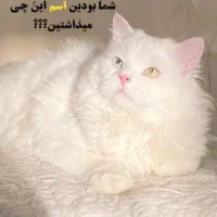 گربه اسکاتیش