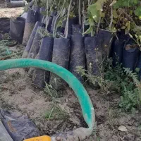 فروش ویژه نهال پسته|خدمات باغبانی و درختکاری|شاهین‌شهر, بنیاد ازدواج|دیوار