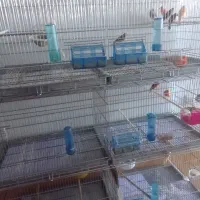 قناری آوازه خوان