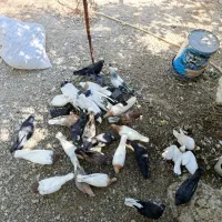 کبوتر