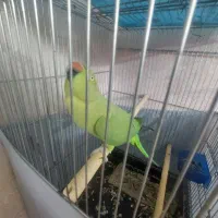 طوطی ملنگو ماده مست|پرنده|تهران, مختاری|دیوار