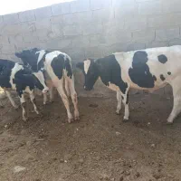 فروش گوساله نر