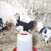 ۱۵ عدد مرغ و خروس گلین