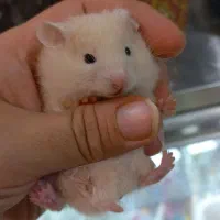 همستر همراه با لوازم جانبی کامل