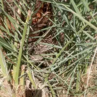 فروش پاجوش مضافتی|گل و گیاه طبیعی|جیرفت, |دیوار