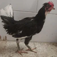 جوجه خروس سه و نیم