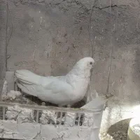 یک جفت کبوتر سفید