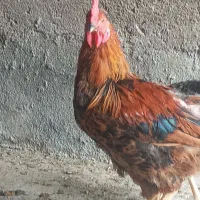 مرغ و خروس محلی گلپایگان