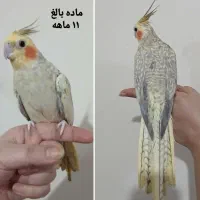 عروس هلندی ماده و نر ، مرواریدی و سینامون