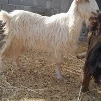 بز چاق و عالی|حیوانات مزرعه|مرودشت, مجد آباد|دیوار