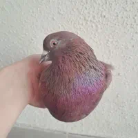 کبوتر جفت شازده قرمز