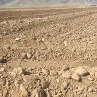 فروش جو شعبود