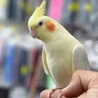 عروس هلندی نر و ماده و جوجه 6ماه آنها