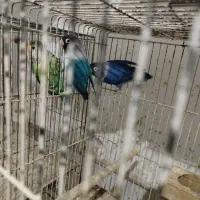 4 جفت کوتوله خوشرنگ مولد بضمانت تخم و جوجه|پرنده|میبد, |دیوار