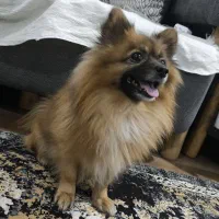 پامرانین روباهی