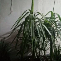 گل وگیاه طبیعی|گل و گیاه طبیعی|شیراز, احمدآباد|دیوار