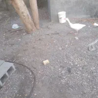 غاز نر معاوضه با ماده رودانم