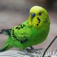یک جفت مرغ عشق بالغ وفوق مولد