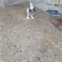 طوقی شاهزاده نر