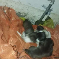 سگپاکوتاه|سگ|آق قلا, |دیوار