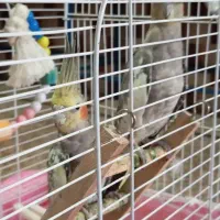 دو عروس هلندی