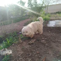 واگذاری سگ نژادی