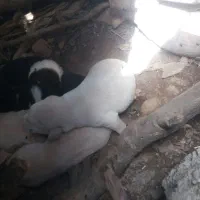 سگ ماده گله ای است