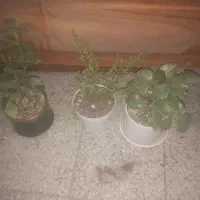 به علت تغییرشغل کل وسایل قهوه فروشی به فروش می رسد|کافی‌شاپ و رستوران|بهبهان, |دیوار