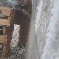 کفتر پلاکی دارم برایه فروش|پرنده|چمران, |دیوار