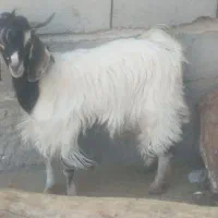 دو عدد نری یک کیسه|حیوانات مزرعه|ریگان, |دیوار