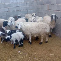 چند جفت میش و بر